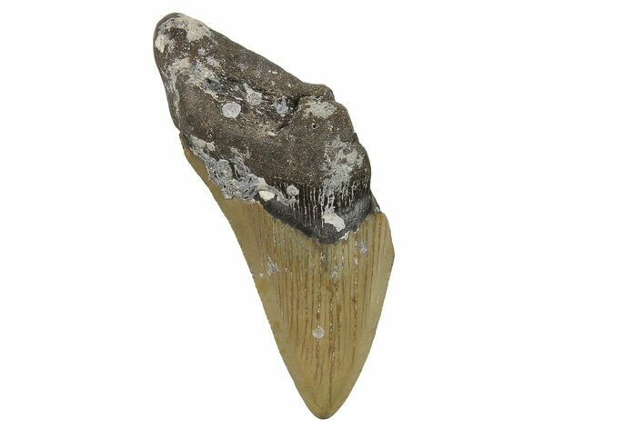 Bargain, Fossil Megalodon Tooth - Serrated Blade #296424